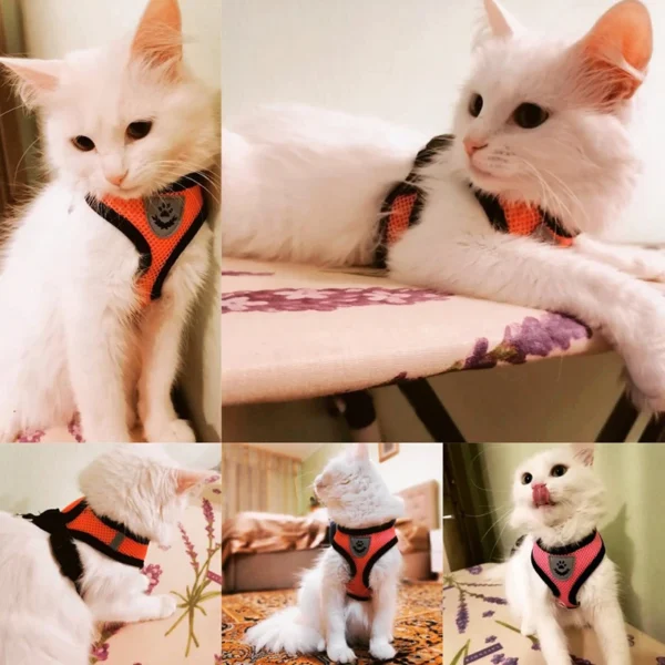 Breathable Cat Harness Vest with Leash – Adjustable No-Pull Mesh Harness for Small & Medium Pets - Image 2